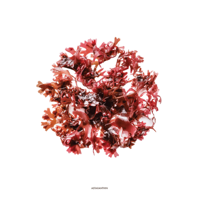 ASTAXANTINA