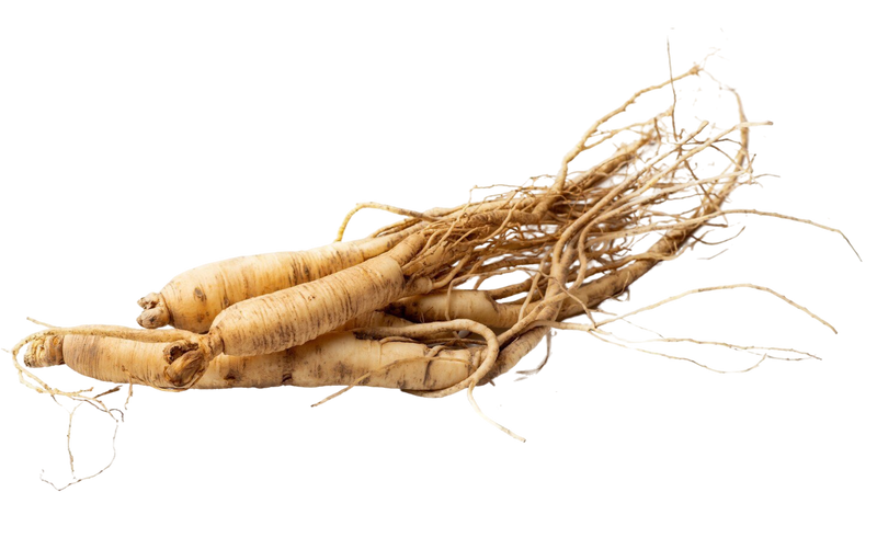 Panax Ginseng